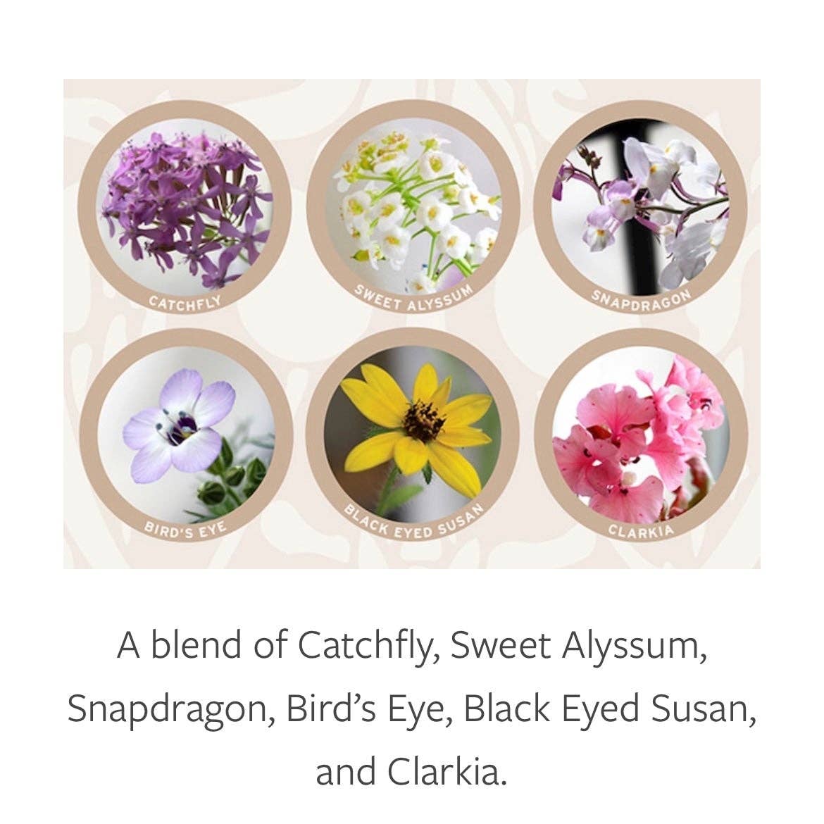 Plantable Greetings - Thinking Of You Flower Plantable Greeting Card: Wildflowers